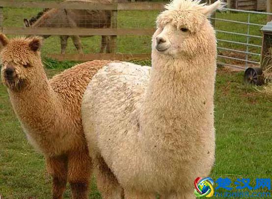 羊驼多少钱一只？