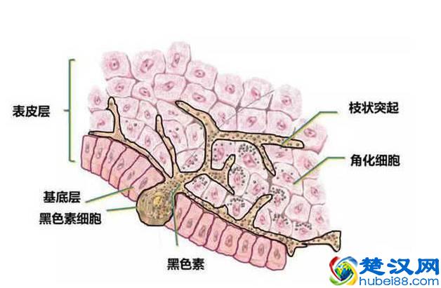明星们都在用美白针，什么样的美白针好，效果如何？