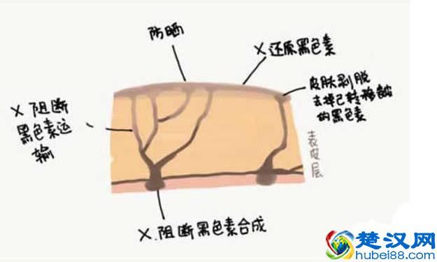 明星们都在用美白针，什么样的美白针好，效果如何？