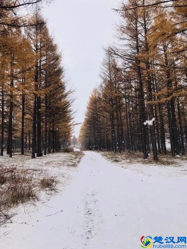 北京已经下雪了，明天继续寒冷，今天你冻傻了吗？