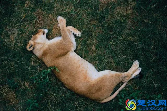 上课想睡觉？看这只鸭子是怎么一边睡觉一边“听课”的