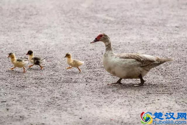 上课想睡觉？看这只鸭子是怎么一边睡觉一边“听课”的
