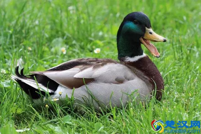 上课想睡觉？看这只鸭子是怎么一边睡觉一边“听课”的