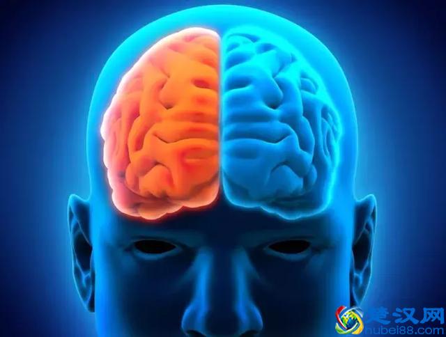 上课想睡觉？看这只鸭子是怎么一边睡觉一边“听课”的