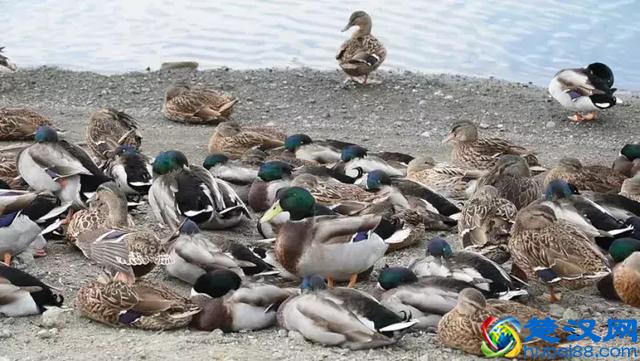 上课想睡觉？看这只鸭子是怎么一边睡觉一边“听课”的