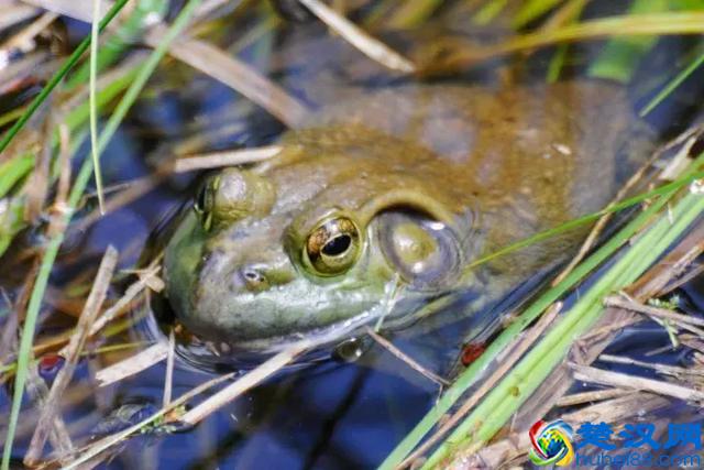 上课想睡觉？看这只鸭子是怎么一边睡觉一边“听课”的