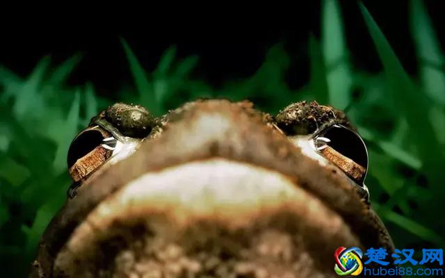 上课想睡觉？看这只鸭子是怎么一边睡觉一边“听课”的