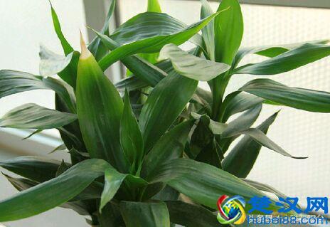 富贵竹叶子发黄怎么办？姨妈教了一招，果然救活了！