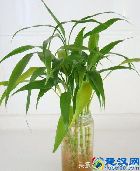 富贵竹叶子发黄怎么办？姨妈教了一招，果然救活了！