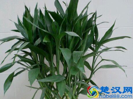 富贵竹叶子发黄怎么办？姨妈教了一招，果然救活了！