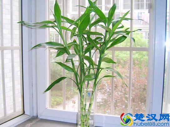 富贵竹叶子发黄怎么办？姨妈教了一招，果然救活了！