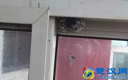 怎么捅马蜂窝？太原消防员给你示范，4天连除21处