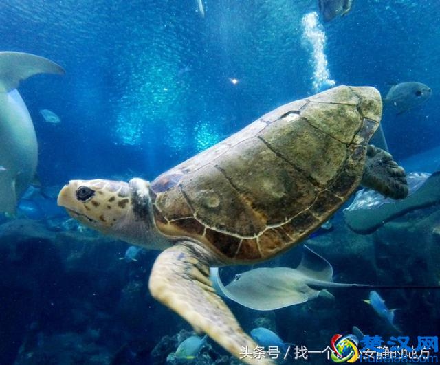 长沙市区旅游一定要去的12个地方，大部分都是免费的，能玩好几天