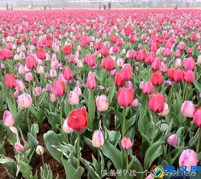 长沙市区旅游一定要去的12个地方，大部分都是免费的，能玩好几天