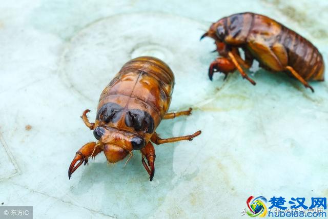 知了猴营养价值高可入药，但这四种人千万不能吃！