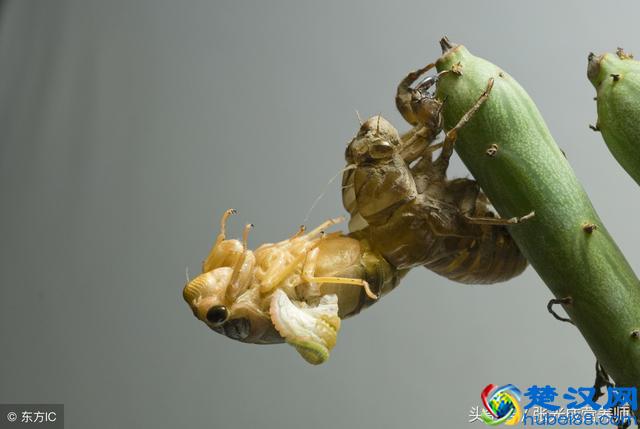 知了猴营养价值高可入药，但这四种人千万不能吃！