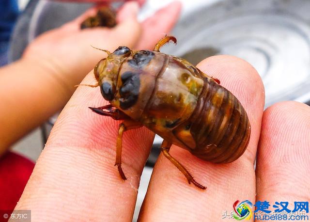 知了猴营养价值高可入药，但这四种人千万不能吃！