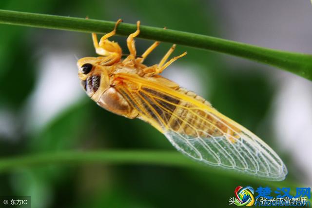 知了猴营养价值高可入药，但这四种人千万不能吃！