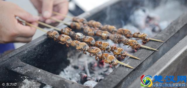 知了猴营养价值高可入药，但这四种人千万不能吃！