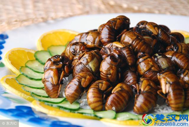 知了猴营养价值高可入药，但这四种人千万不能吃！