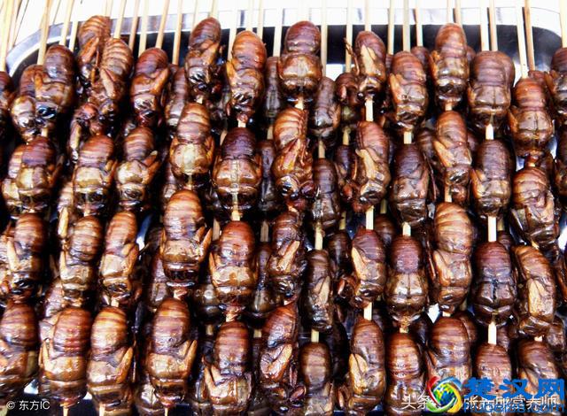 知了猴营养价值高可入药，但这四种人千万不能吃！