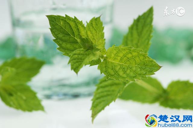 蚊子最喜欢咬哪种血型的人？最靠谱的驱蚊止痒方法都在这了