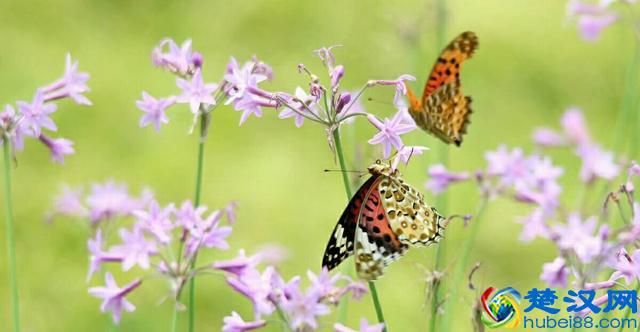 生活不只是眼前的苟且，还有诗和远方，有吗？