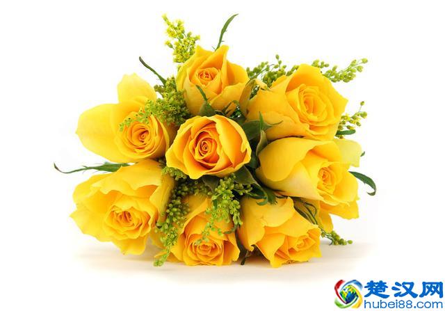 黄玫瑰介绍及花语，玫瑰系列之黄玫瑰，送给友情的花