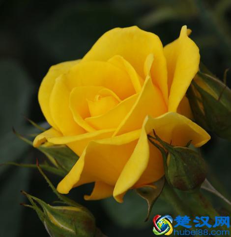 黄玫瑰介绍及花语，玫瑰系列之黄玫瑰，送给友情的花