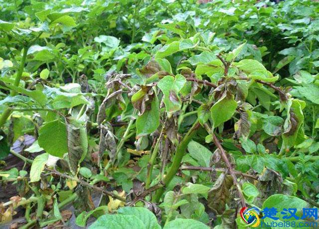 马铃薯种植，晚疫病发生严重，危害大，该如何进行预防和防治呢？