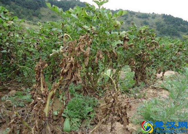 马铃薯种植，晚疫病发生严重，危害大，该如何进行预防和防治呢？