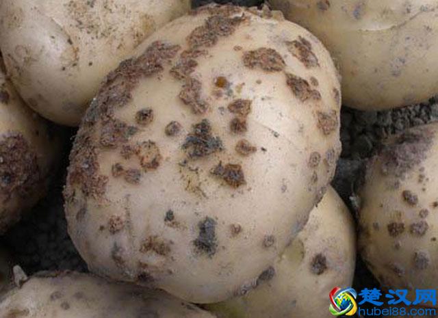马铃薯种植，晚疫病发生严重，危害大，该如何进行预防和防治呢？