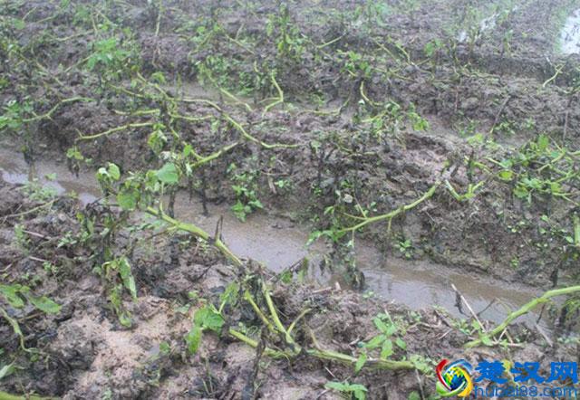 马铃薯种植，晚疫病发生严重，危害大，该如何进行预防和防治呢？