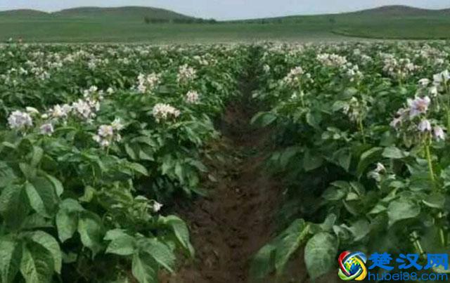 马铃薯种植，晚疫病发生严重，危害大，该如何进行预防和防治呢？