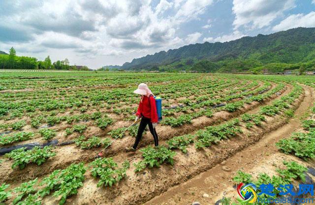 马铃薯种植，晚疫病发生严重，危害大，该如何进行预防和防治呢？