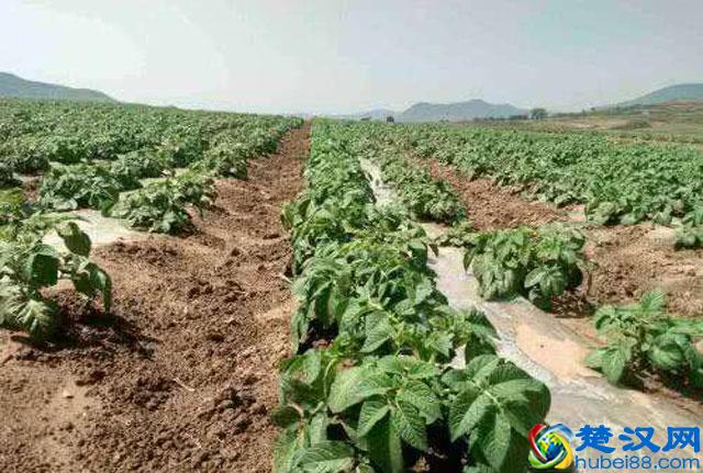 马铃薯种植，晚疫病发生严重，危害大，该如何进行预防和防治呢？
