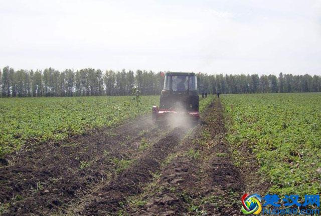 马铃薯种植，晚疫病发生严重，危害大，该如何进行预防和防治呢？