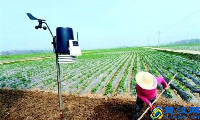 马铃薯种植，晚疫病发生严重，危害大，该如何进行预防和防治呢？