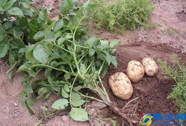 马铃薯种植，晚疫病发生严重，危害大，该如何进行预防和防治呢？