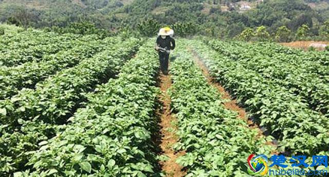 马铃薯种植，晚疫病发生严重，危害大，该如何进行预防和防治呢？