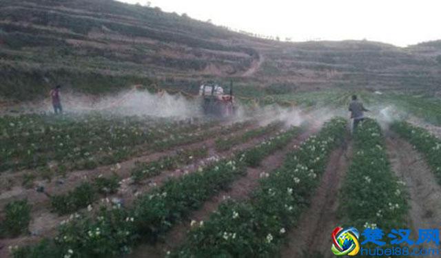 马铃薯种植，晚疫病发生严重，危害大，该如何进行预防和防治呢？