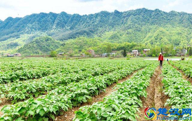 马铃薯种植，晚疫病发生严重，危害大，该如何进行预防和防治呢？