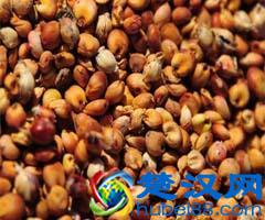 五谷杂粮是什么?五谷杂粮有哪些?五谷杂粮有哪些?