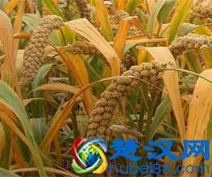 五谷杂粮是什么?五谷杂粮有哪些?五谷杂粮有哪些?