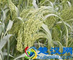 五谷杂粮是什么?五谷杂粮有哪些?五谷杂粮有哪些?