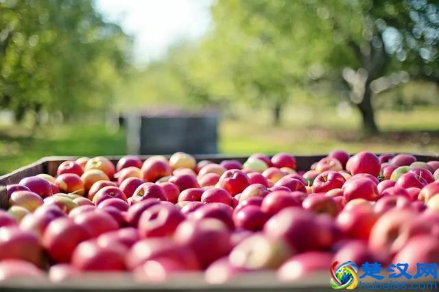 农村发展什么有前景?这3个行业值得好看