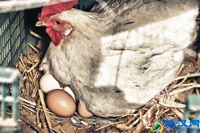 新手养鸡6问，一年赚不到100万也能赚个50万，为什么？