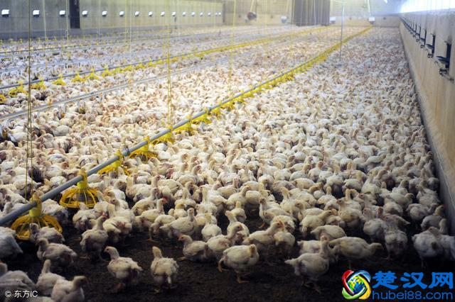 新手养鸡6问，一年赚不到100万也能赚个50万，为什么？