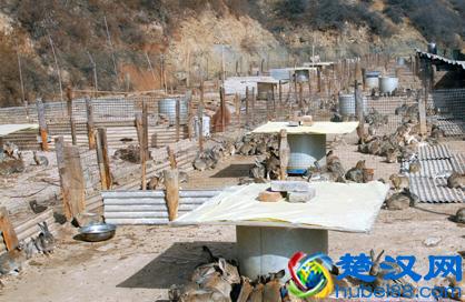 农村养殖什么本钱少又好养不愁销路！