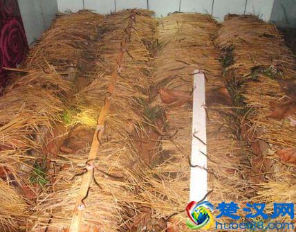 农村养殖什么本钱少又好养不愁销路！